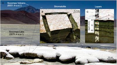 Stratified Bacterial Diversity along Physico-chemical Gradients in High-Altitude Modern Stromatolites